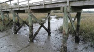 Low-angle view beneath a Charleston timber dock at dead low tide, showing weathered pilings with barnacle growth and tide lines rising from exposed pluff mud, with cross-bracing and galvanized bolts visible under the walkway.